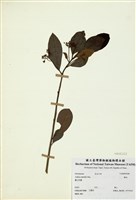 藏品(樹杞)的圖片